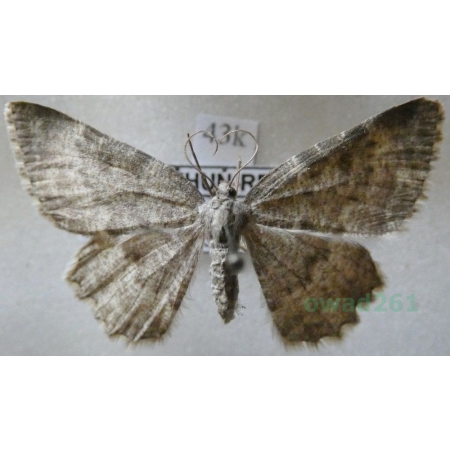 Charissa glaucinaria (Hübner, 1799) Czech43h